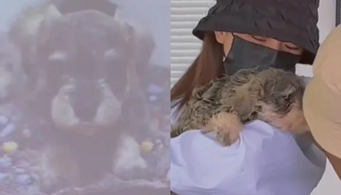 愛犬走了太難過！正妹心裡放不下…狠砸112萬「重新複製」　1年後重回懷抱哭了