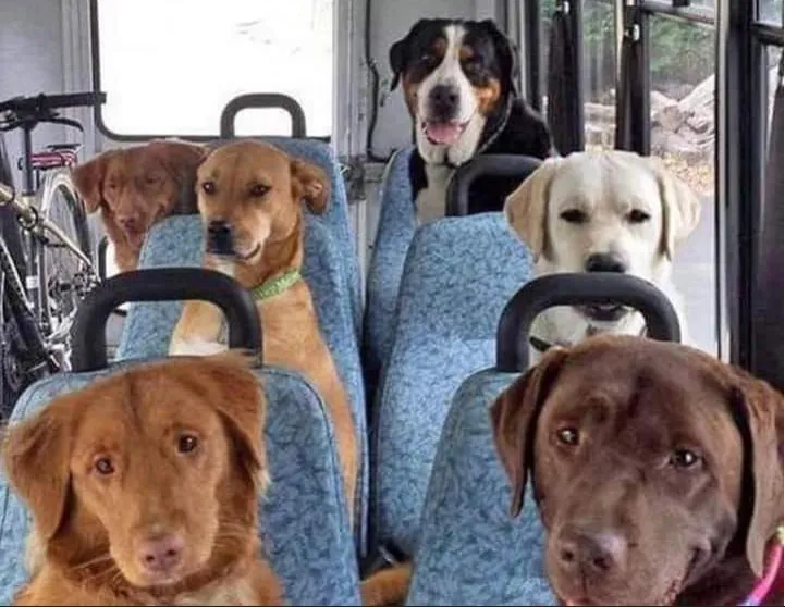 狗勾排排坐模樣超逗趣！白拉現委屈眼神　就像不願上學的屁孩