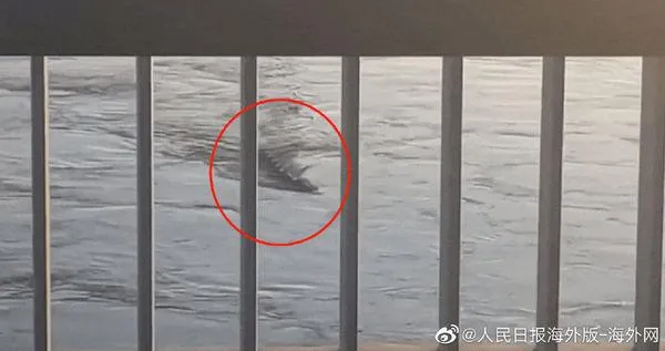 真相大白！南韓漢江「水怪」真面目曝光…網：我都嚇壞了