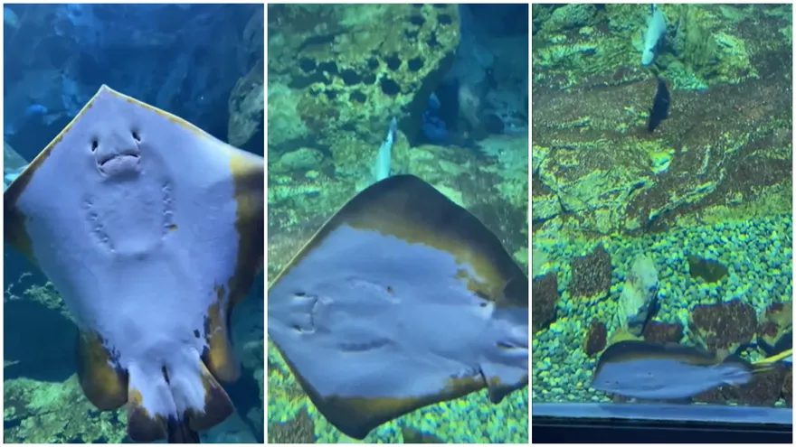 魟魚突斷電「原地靜止殞落」網笑翻：原來魚也會游到虛脫！