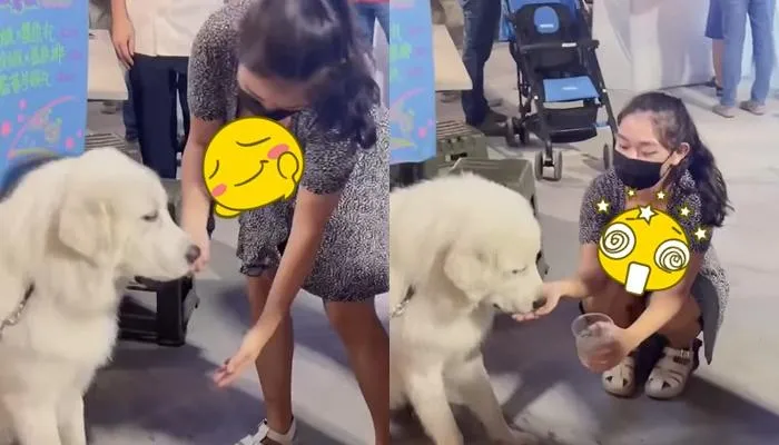 又大又白！馬尾短裙妹「大白熊餵食秀」33秒全看光　網震驚：狗狗在哪？