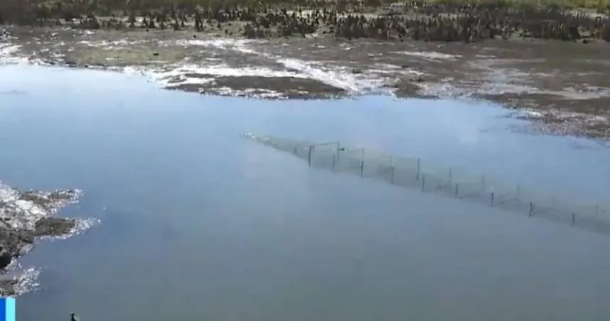 2000kg魚連殘骸都不見！他抽乾水池「巨型水管」入眼簾　竟是二級保育動物