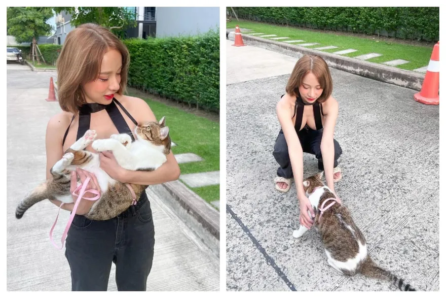 火辣DJ「東西半球」再現！貓貓依偎「雙峰之間」超幸福　網噴鼻血：想當牠