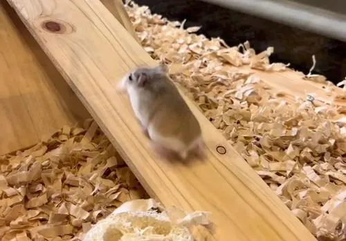 努力背影超感人！鼠寶拼命連5「衝刺→滑落→再衝刺」把拔一旁激動打氣