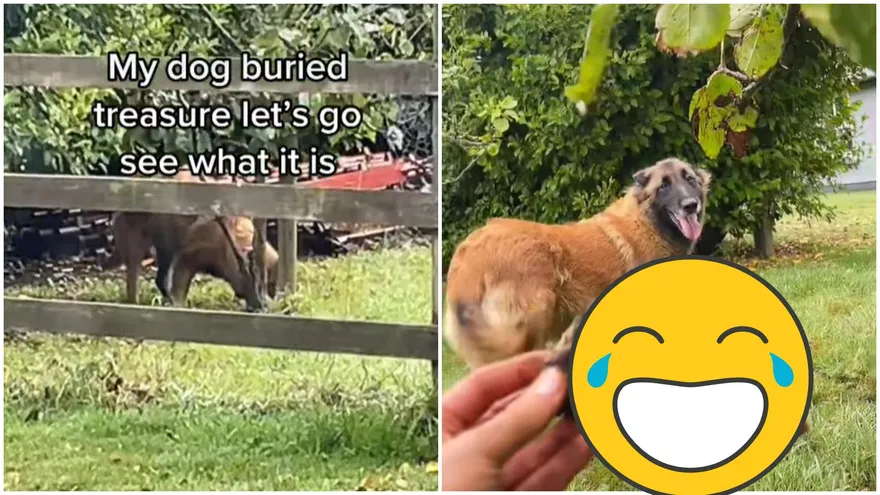 傻汪偷埋「寶藏」被抓包！一臉燦笑：可以還偶嗎？