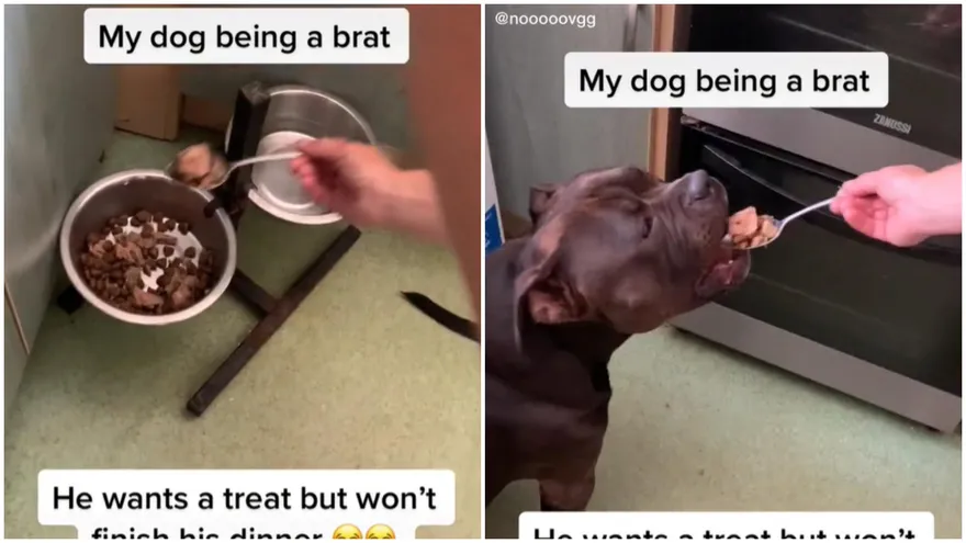 比特巨嬰「飯來張口」被寵壞？馬麻無奈：沒我餵就不吃