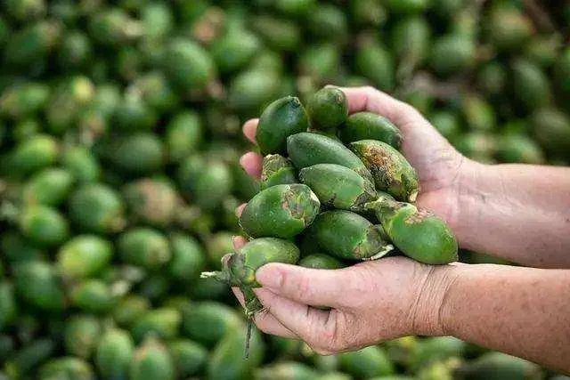 陸多地禁售檳榔影響千億產業鏈　海南急喊話：我們嚼了上千年！