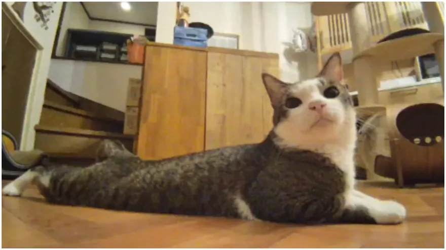 虎斑貓大玩自拍！「悠哉擺pose」最後得意回眸：把拔馬麻快看偶～