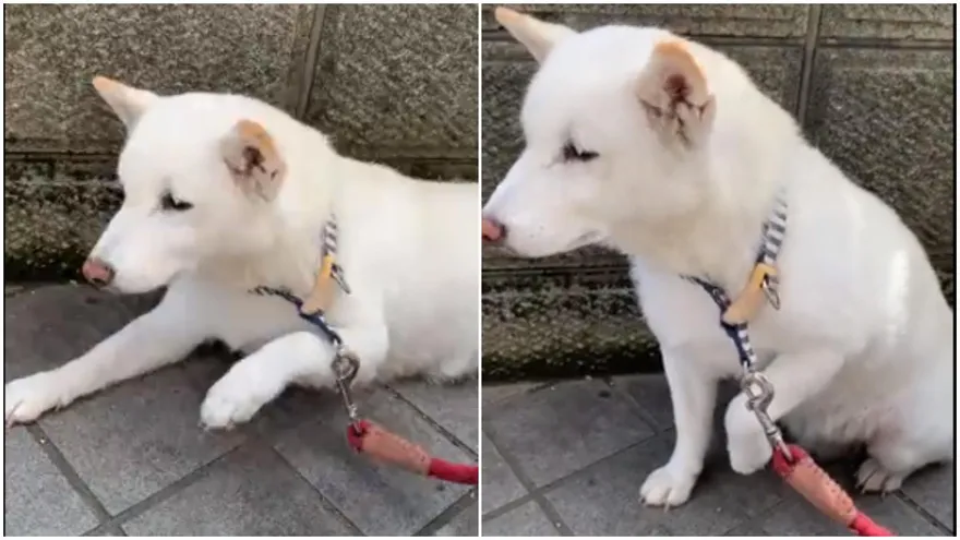 嗚…好痛喔～白柴「打針後不舉」把拔無語：注射的手沒事呀！