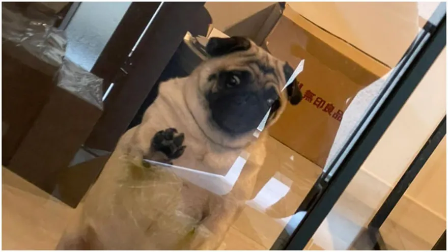 巴哥送行「站立手貼玻璃」把拔出門秒破功噴笑：根本就是人！