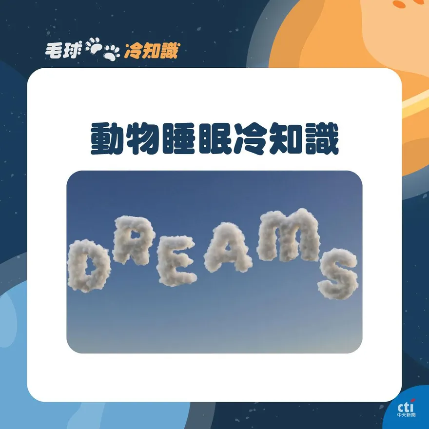 【毛球冷知識】什麼？人真的跟豬一樣會睡！動物睡眠大解密