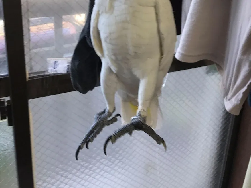 捉迷藏大師！奇葩鸚鵡「喙吊單槓」→模仿曬襪子　網笑翻：除了學講話還會擬物～