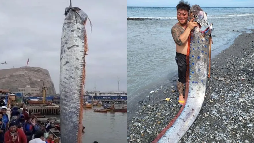 6月就預告台東強震！他海邊捕獲「6m巨型地震魚」　現蹤智利、日本…地牛就翻身