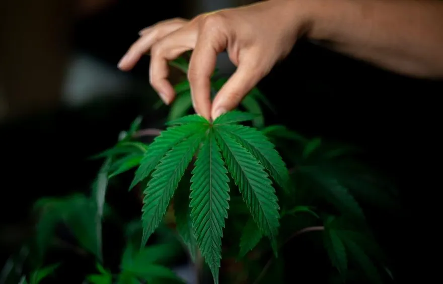 史上最大！軍營旁驚見4千株大麻田　竟雇6移工澆水採收