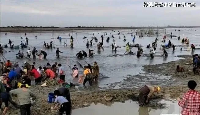 安徽湖泊水位大降！ 出現萬人抓魚的場面，魚會被抓完嗎？