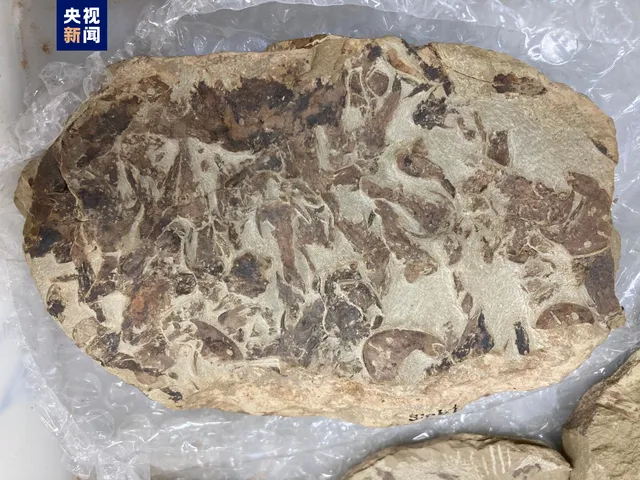 錘實！人類從魚進化而來　陸團隊發現全球最老4.4億年前有頜類古魚化石