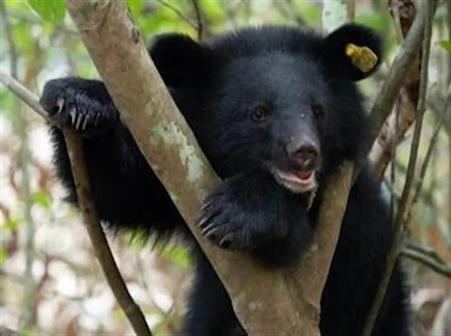 野放逾2年！台東廣原黑熊Mulas有伴了　身邊多了「熊麻吉」