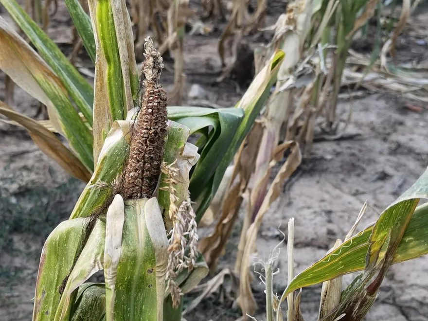 大陸十一國慶/冰火兩重天！陸7省高溫或達40度　發布「史上最早寒潮」預警