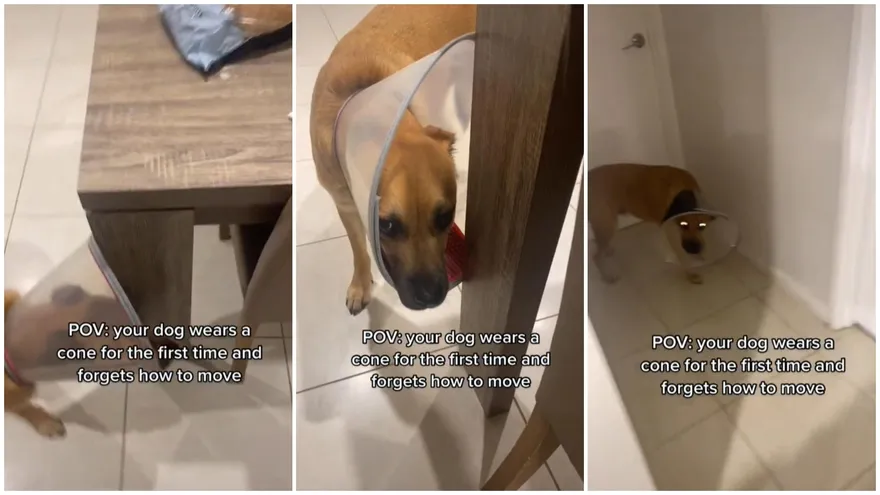 汪星人頭戴羞恥圈「喪失走路功能＋自信」自卑低頭：讓偶靜一下！