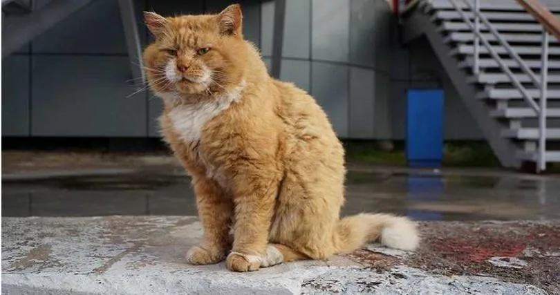 喵星人哭哭！全球最北城鎮奇葩禁忌多　禁養貓、禁下葬