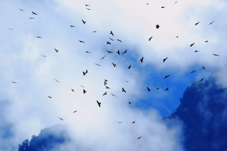 群鷹10月飛越台灣！玉管處、野鳥協會「賞鷹活動」來了：國慶連假快衝一波