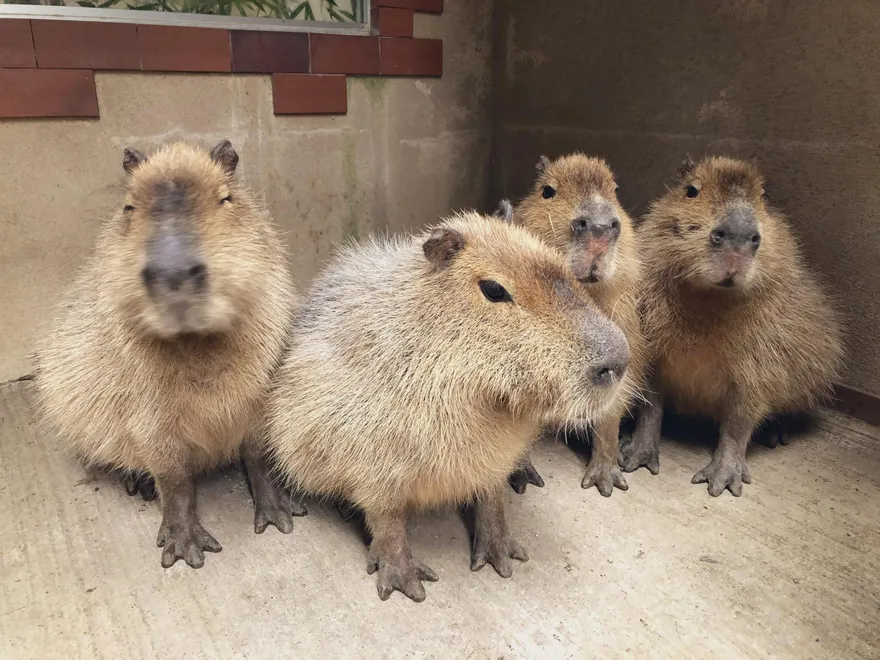 不甩飼養員！40kg水豚「3天連襲2遊客」　她遭撲倒狂咬…縫9針躺醫院2週