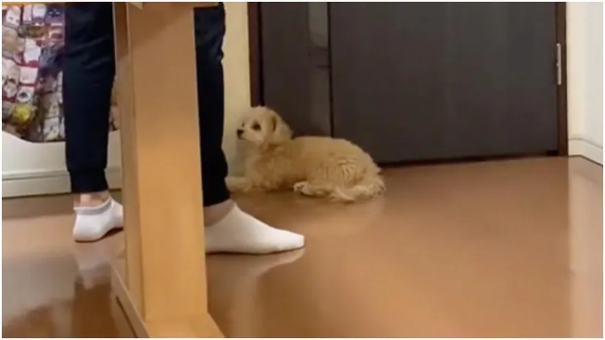 擋路汪「肉身阻擋」挽留把拔～鏟屎官快速破解：等我回來喔！