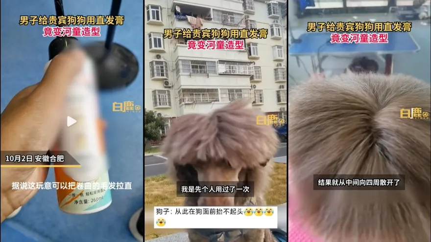 嫌貴賓狗毛太捲！主人用「它」貴賓狗慘變河童...下場超悲劇