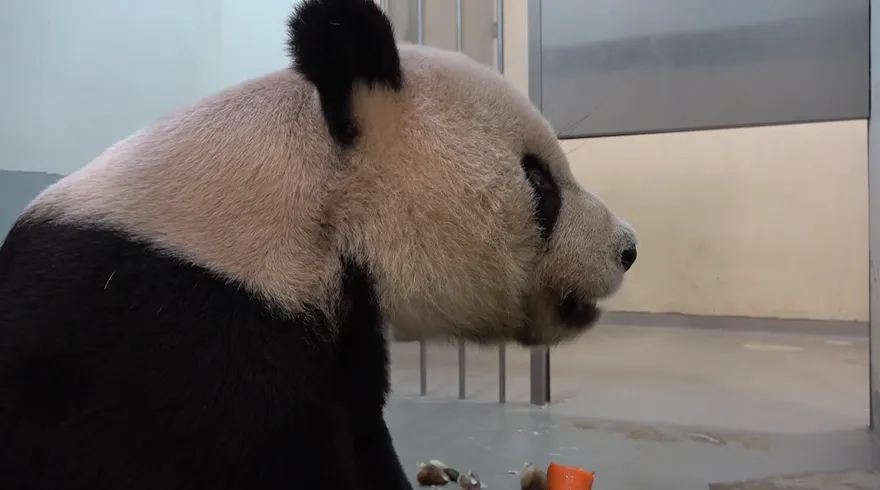 今天看不到團團！下身遲鈍「後腳難伸」又現高血壓　最新畫面看這邊