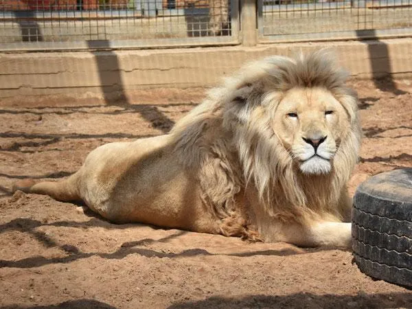 烏克蘭動物園11隻獅子成功撤離戰區　動保團體完成最大規模救援任務！