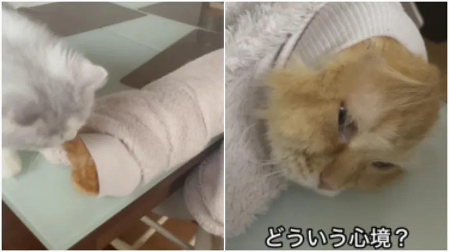 影/外套長出橘色毛怪「生無可戀眼神」引爆笑！飼主無奈：上班要遲到了～我才生無可戀