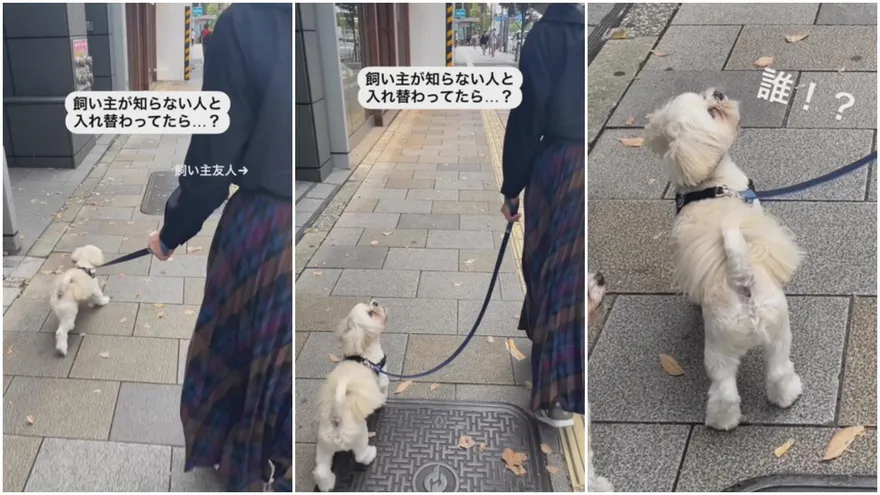 影/主人遭掉包！汪星人「原地石化傻爆眼」驚恐反應全錄下：你素誰？