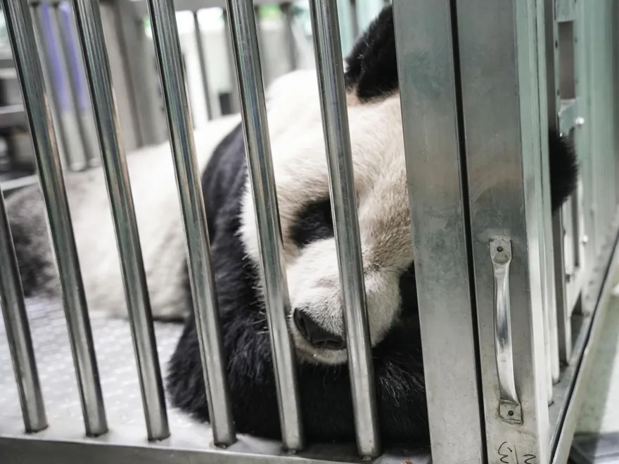 難過！「團團」後肢無力食慾下降　動物園持續追蹤病況