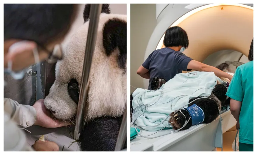 「團團」病程惡化迅速！又送醫院照MRI　腦部惡性腫瘤機率提高