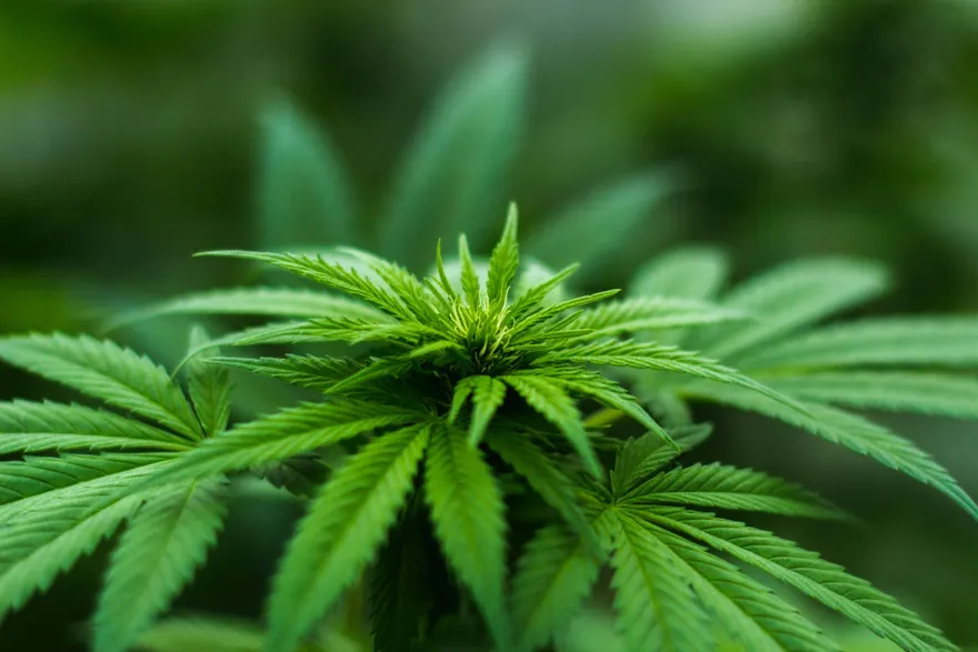 德國計劃「娛樂用大麻合法化」可創千億稅收