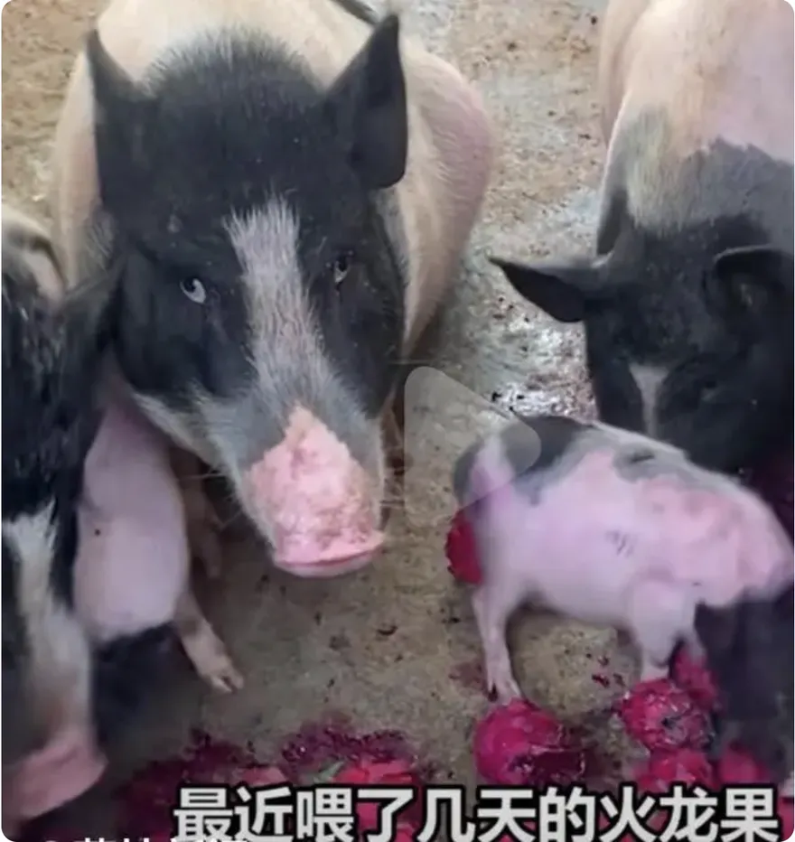 影/眼神好嫌棄！吃慣木瓜突換火龍果　主人遭「傲嬌」小豬白眼