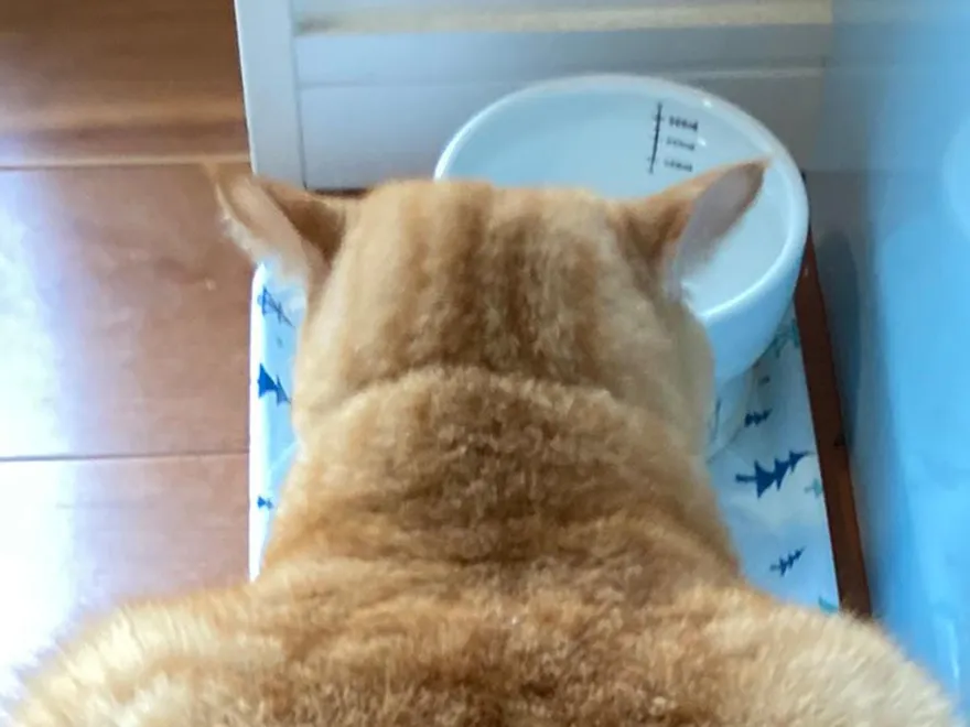 猛男橘貓！「粗壯背影」嚇壞把拔：一掌就可以把我巴暈了吧