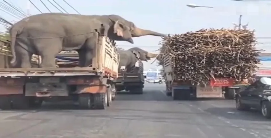 等紅燈大吃一頓！2大象巧遇「甘蔗餐車」　長鼻狂捲太貪吃…網爆笑：塞車就慘了