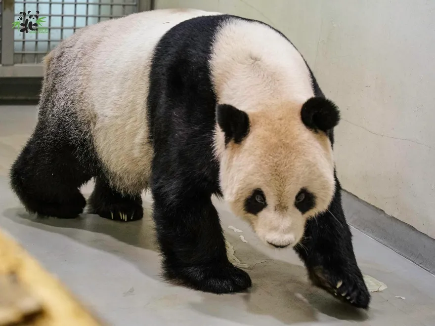 團團近況曝光！動物園公布「每日觀察數據」　食慾、排便量大不如前