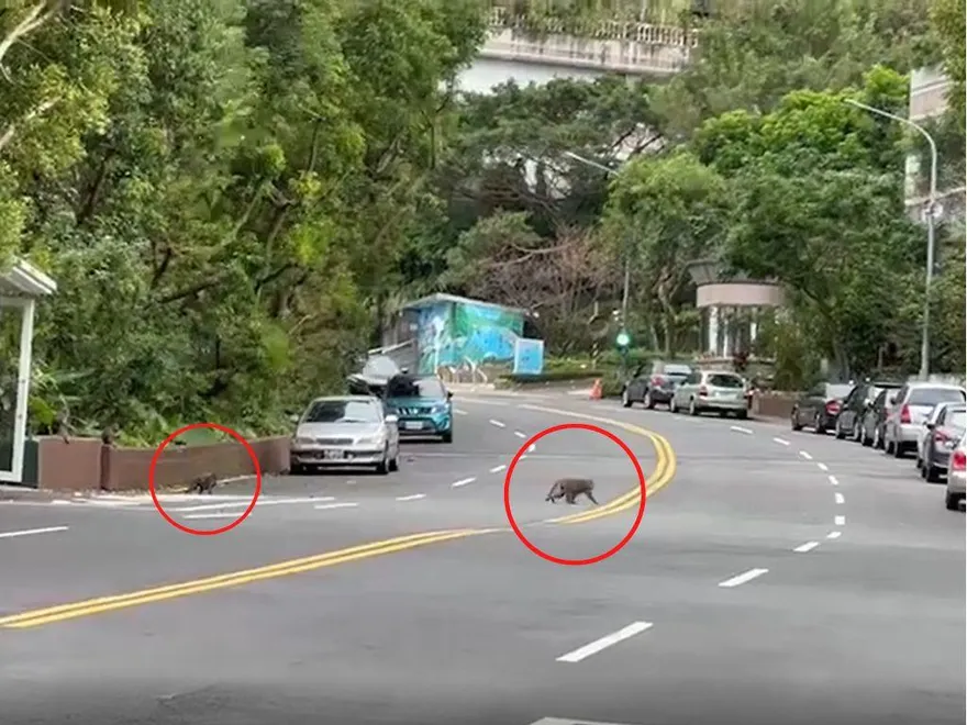 【影】獨家直擊！「路邊驚見31隻猴子」狂奔闖雙黃線　民眾看傻眼