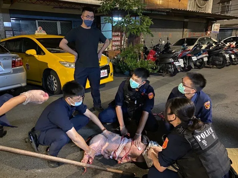半夜驚見浪浪豬蹺家嚄嚄叫！　桃園警民2小時人豬大戰贏了