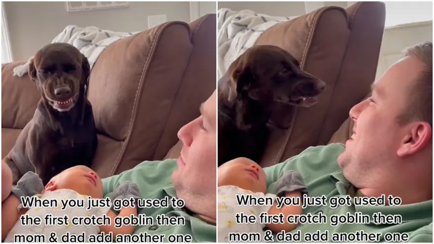 【影】拉拉遭篡位！「乾瞪寶座」露出呲牙咧嘴　無奈汪：把拔偶是在微笑喔～