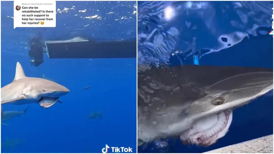 【影】悚！鯊魚「掉下巴」兇手竟是它