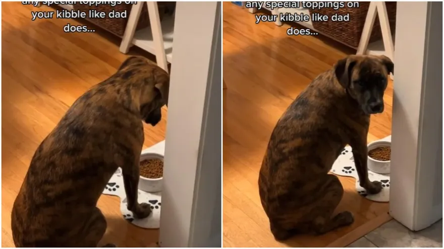 【影】把拔出差換母備膳！挑食汪「緊盯飼料」缺一味　汪疑惑：肉呢？