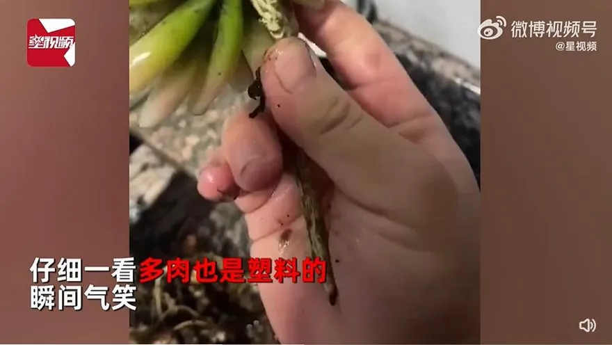 氣到笑！養1年「多肉」換盆傻眼：根是鐵絲、整株都塑膠