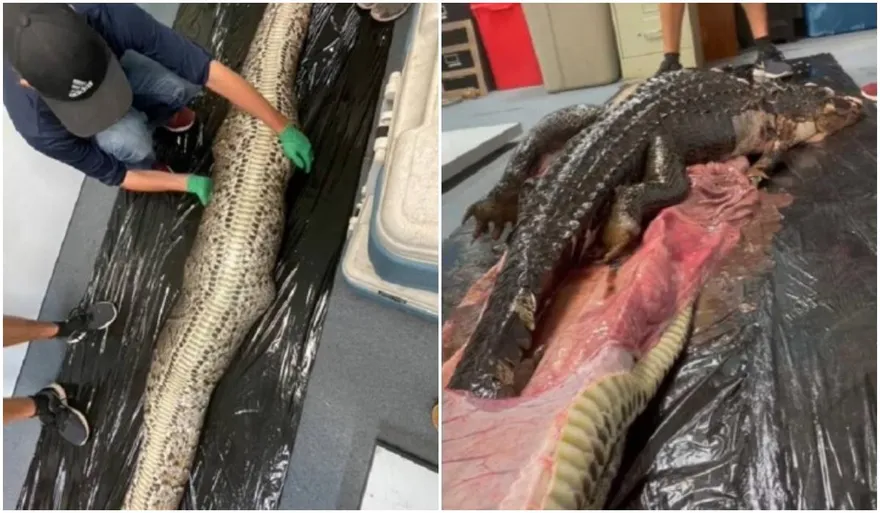 生物學家解剖「5公尺外來巨蟒」　腹中驚見完整鱷魚！