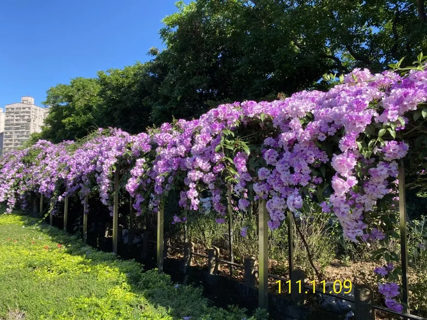浪漫紫色花瀑滿開！泰山「蒜香藤秘境」花期限時1週　錯過只能等明年