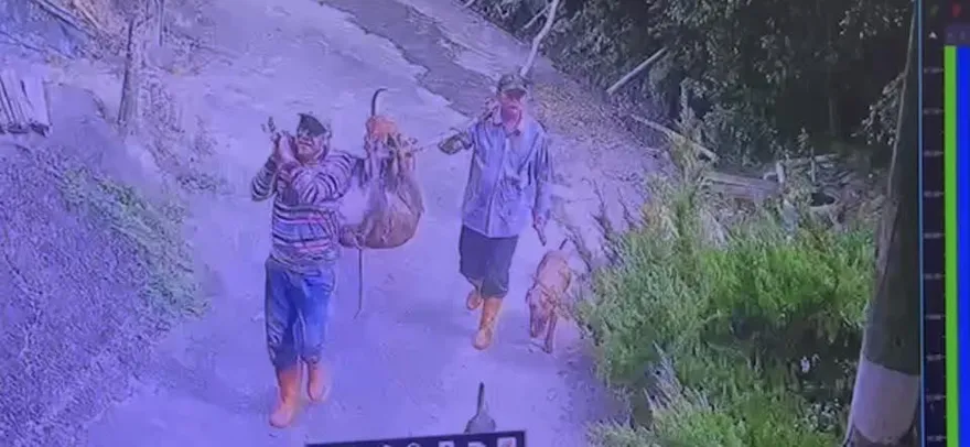 台南惡賊闖豬舍…「行刑式屠殺」寵物豬扛走！露詭笑畫面曝光