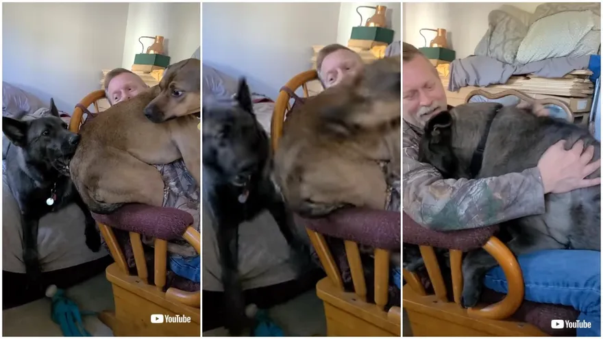 【影】愛吃醋！黑狗「咬屁股趕人」秒被兇…後續奪位裝可憐