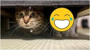 貓生最大敵人！倆喵超抖「躲沙發」賓士貓「驚恐張嘴」大喊：快讓它停下來啊